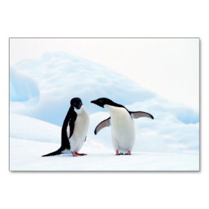 Adelie Penguins Tischnummer