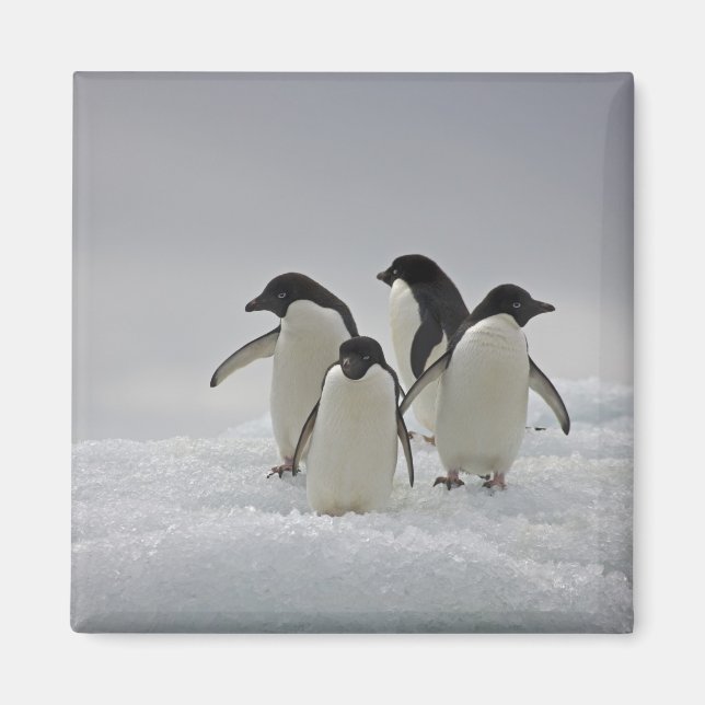 Adelie Penguins über Eisflüsse Magnet (Vorne)