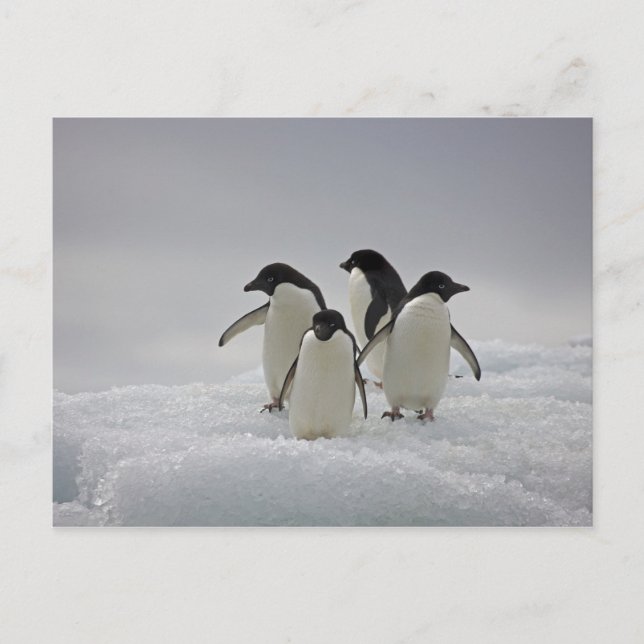Adelie Penguins über Eisflüsse Postkarte (Vorderseite)