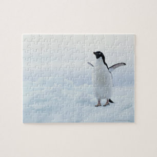 Adelie Pinguin, Antarktis