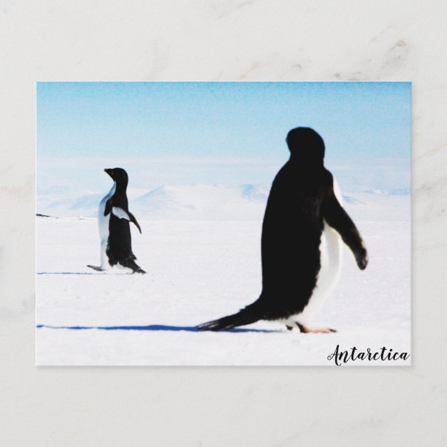 Adélie Pinguin Dancer und Friend Postkarte (Vorderseite)