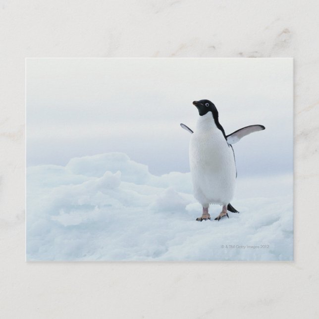Adelie-Pinguin, die Antarktis Postkarte (Vorderseite)