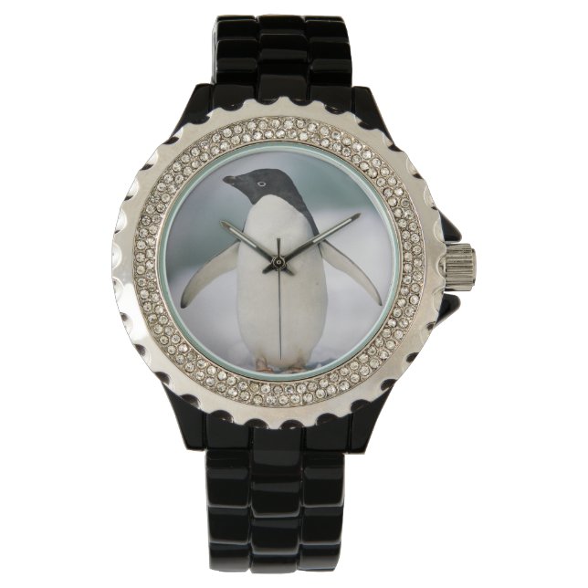 Adelie Pinguin, nah Armbanduhr (Vorderseite)