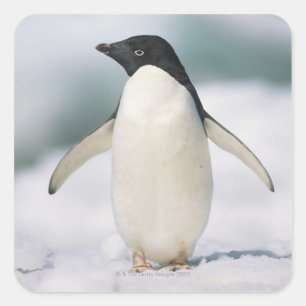 Adelie Pinguin, nah Quadratischer Aufkleber