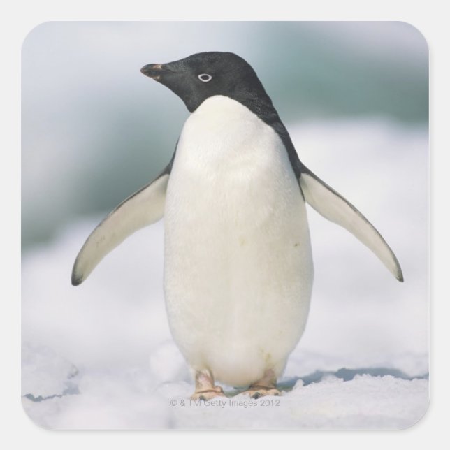 Adelie Pinguin, nah Quadratischer Aufkleber (Vorderseite)