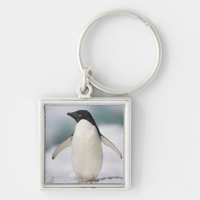 Adelie-Pinguin, Nahaufnahme Schlüsselanhänger (Vorne)