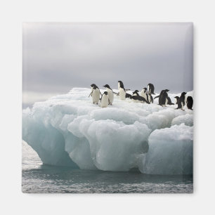 Adelie-Pinguin Pygoscelis adeliae), Magnet