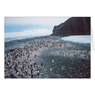 Adelie-Pinguine