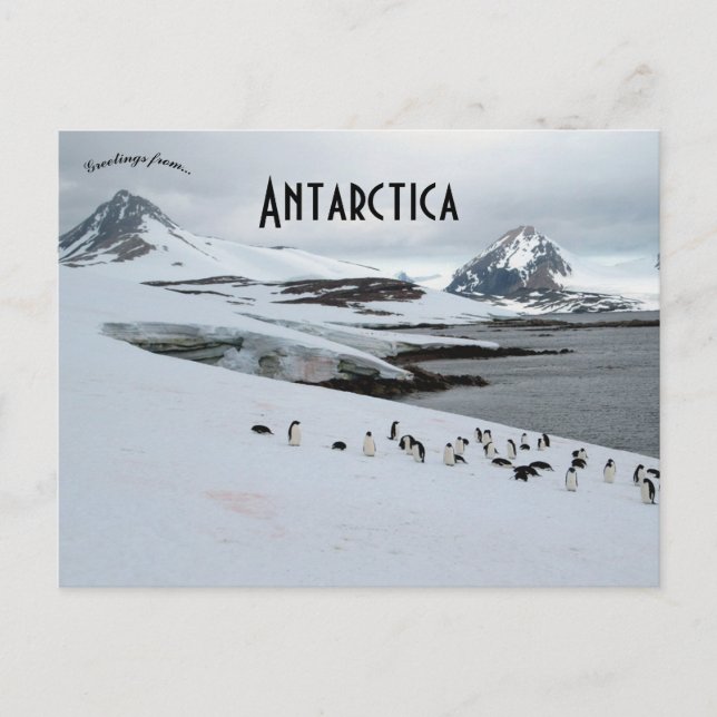 Adelie Pinguine auf der Insel Horseshoe Antarktis Postkarte (Vorderseite)