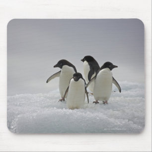 Adelie-Pinguine auf Eis-Flüssen Mousepad