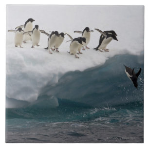 Adelie-Pinguine, die in Meer Paulette tauchen Fliese