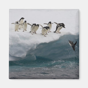 Adelie-Pinguine, die in Meer Paulette tauchen Magnet