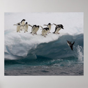 Adelie-Pinguine, die in Meer Paulette tauchen Poster