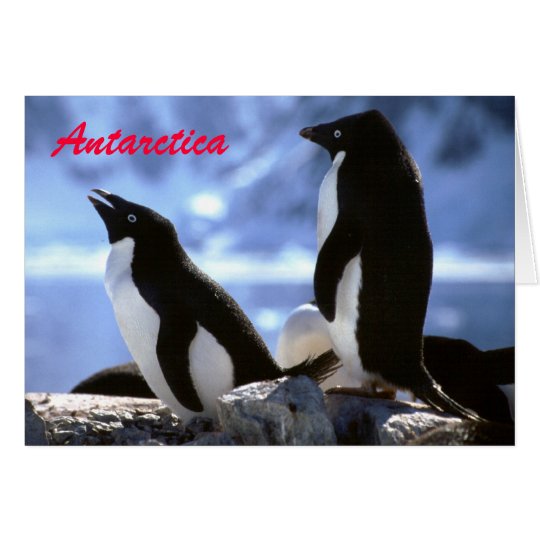 Adelie-Pinguine in die Antarktis-Gruß-der Karte