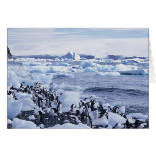 Adelie Pinguine Pygoscelis adeliae