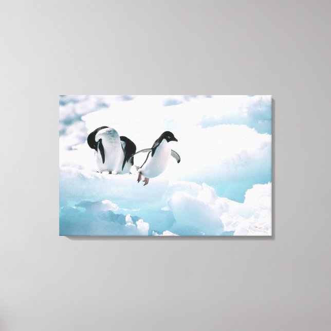 Adelie Pinguine (pygoscelis adeliae) Antarktis Leinwanddruck (Vorderseite)