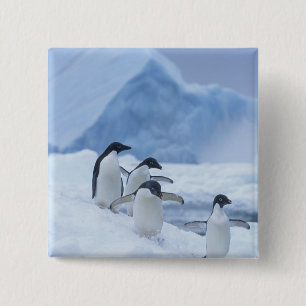 Adelie-Pinguine (Pygoscelis adeliae) auf Eis, Button