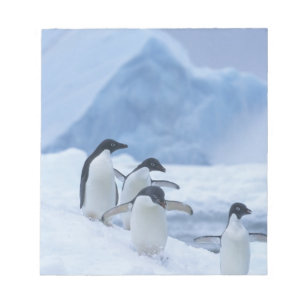 Adelie-Pinguine (Pygoscelis adeliae) auf Eis, Notizblock