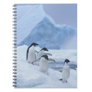 Adelie-Pinguine (Pygoscelis adeliae) auf Eis, Notizblock