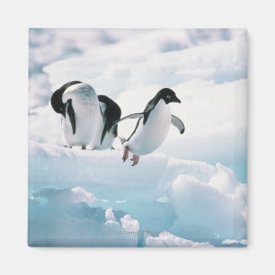 Adelie-Pinguine (Pygoscelis adeliae) die Antarktis Magnet