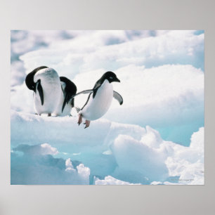 Adelie-Pinguine (Pygoscelis adeliae) die Antarktis Poster