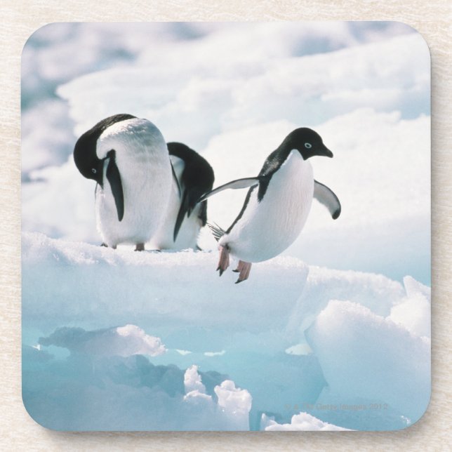 Adelie-Pinguine (Pygoscelis adeliae) die Antarktis Untersetzer (Vorderseite)
