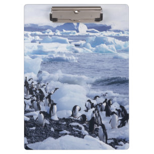 Adelie-Pinguine Pygoscelis adeliae Klemmbrett