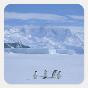 Adelie-Pinguine, Pygoscelis adeliae), Quadratischer Aufkleber