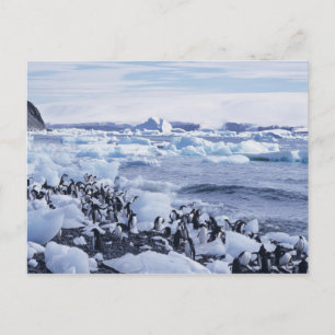 Adelie-PinguinePygoscelis adeliae) unter Postkarte