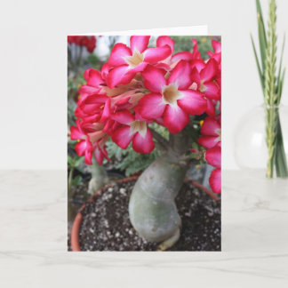 Adenium notecard karte