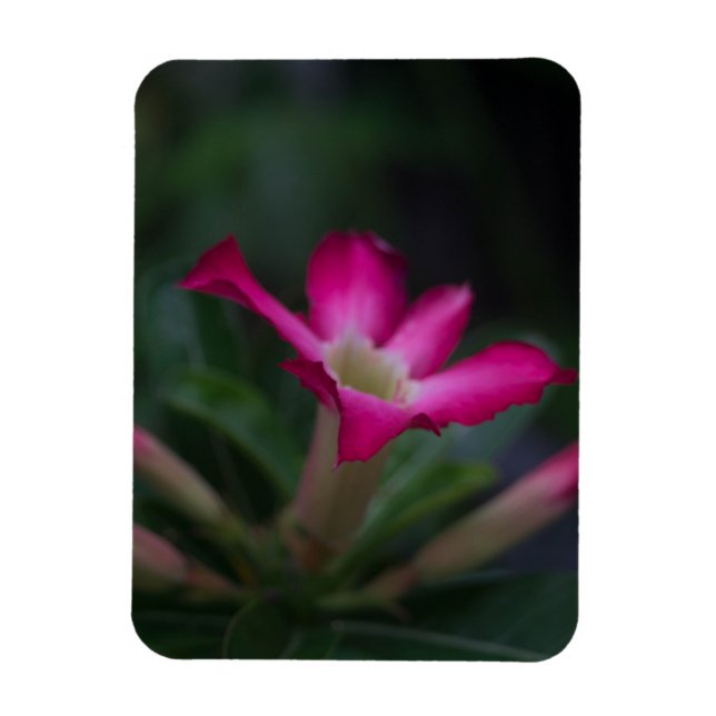Adenium obesum magnet (Vertikal)