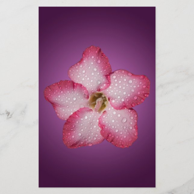 Adenium Pink Blume Flora Gradient Violett Briefpapier (Vorderseite)