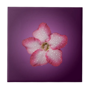 Adenium Pink Blume Flora Gradient Violett Fliese