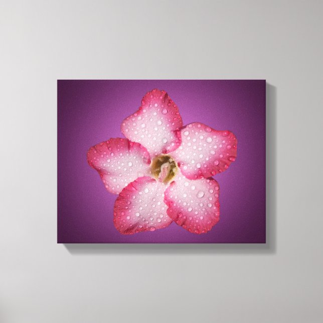 Adenium Pink Blume Flora Gradient Violett Leinwanddruck (Vorderseite)