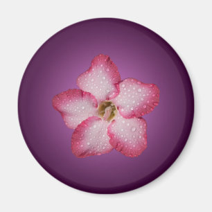 Adenium Pink Blume Flora Gradient Violett Magnet