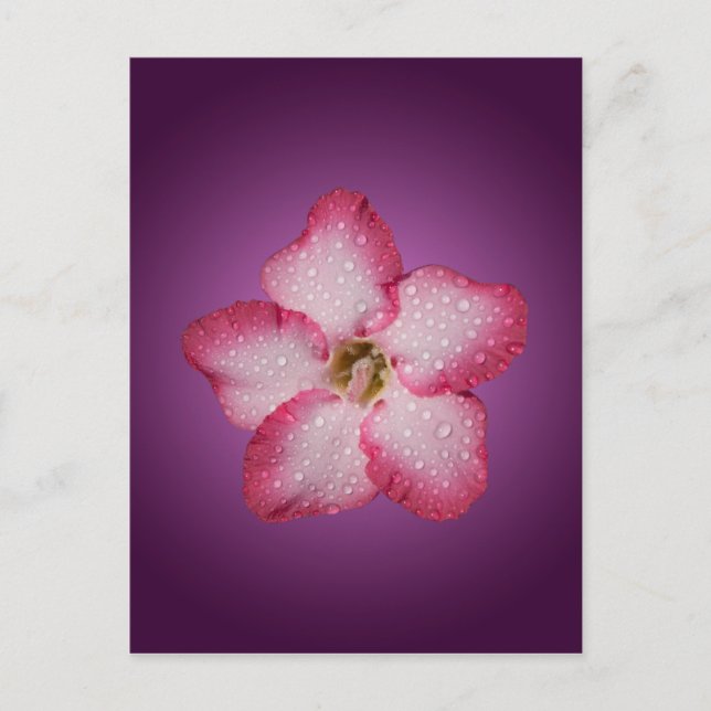 Adenium Pink Blume Flora Gradient Violett Postkarte (Vorderseite)