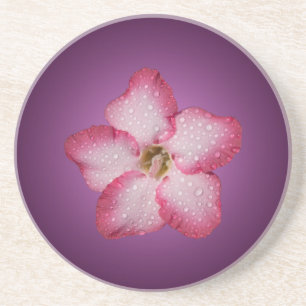 Adenium Pink Blume Flora Gradient Violett Sandstein Untersetzer