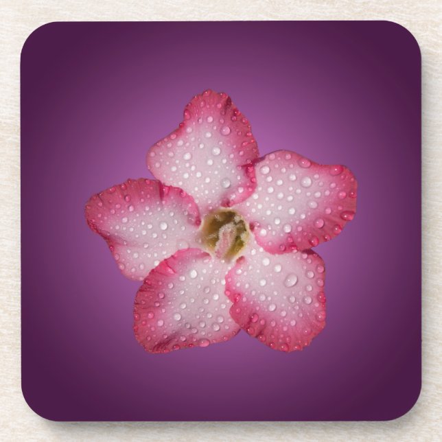 Adenium Pink Blume Flora Gradient Violett Untersetzer (Vorderseite)