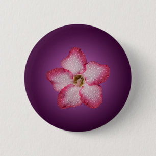 Adenium rosa Blüten Flora Gradient violett Button