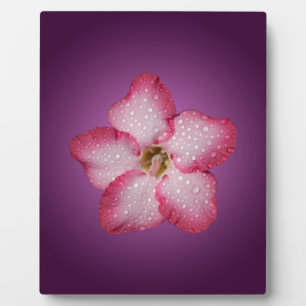 Adenium rosa Blütenflora Gradient Violett Fotoplatte