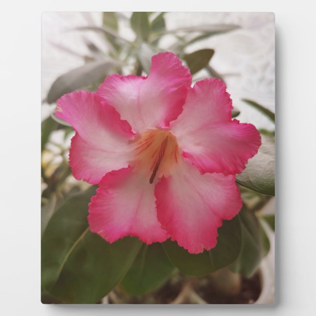 Adenium rosa weiße Blume Blütengraden Fotoplatte (Vorderseite)