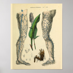 Adern Bein Fuß Vintage Anatomie Kunst Druck Poster