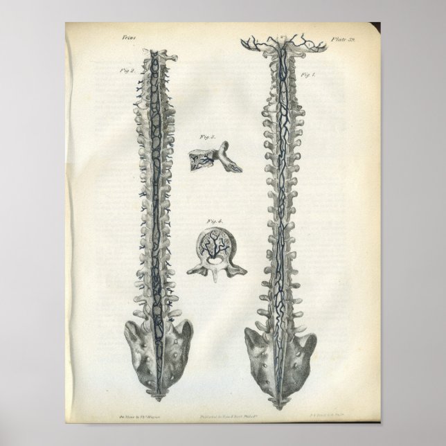 Adern der Wirbelsäule Druck Poster (Vorne)