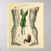 Adern Leg Foot Vintage Anatomie Art Print