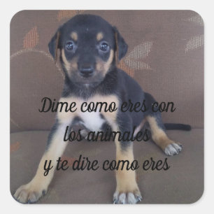 Adesivo Dime como eres con los animales Quadratischer Aufkleber
