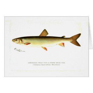 Adirondack Frost Fische