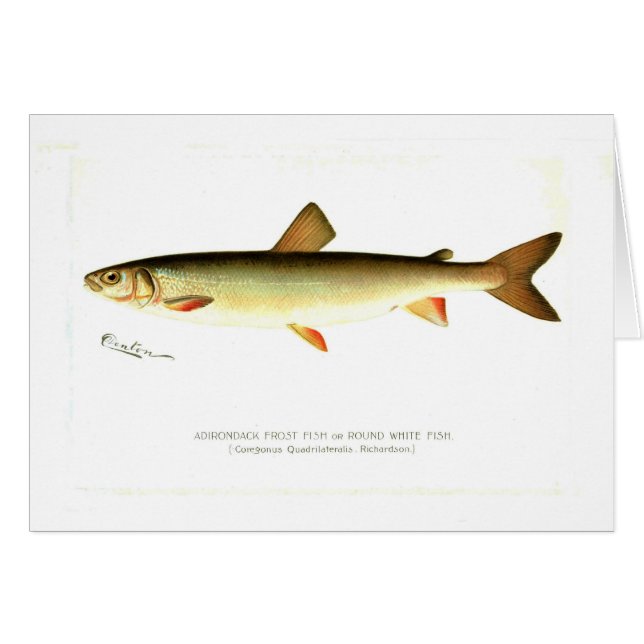 Adirondack Frost Fische (Vorderseite (Horizontal))