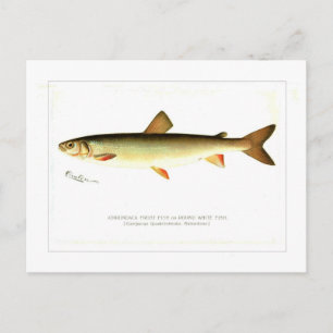 Adirondack Frostfisch Postkarte