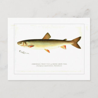 Adirondack Frostfisch Postkarte