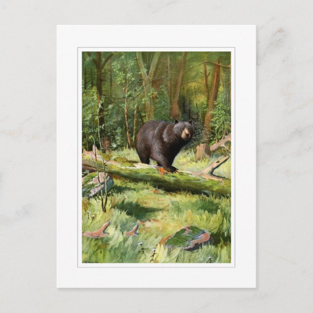 Adirondack Schwarzbär Postkarte (Vorderseite)